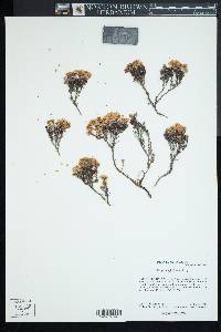 Eriogonum fastigiatum image