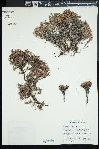 Eriogonum fastigiatum image