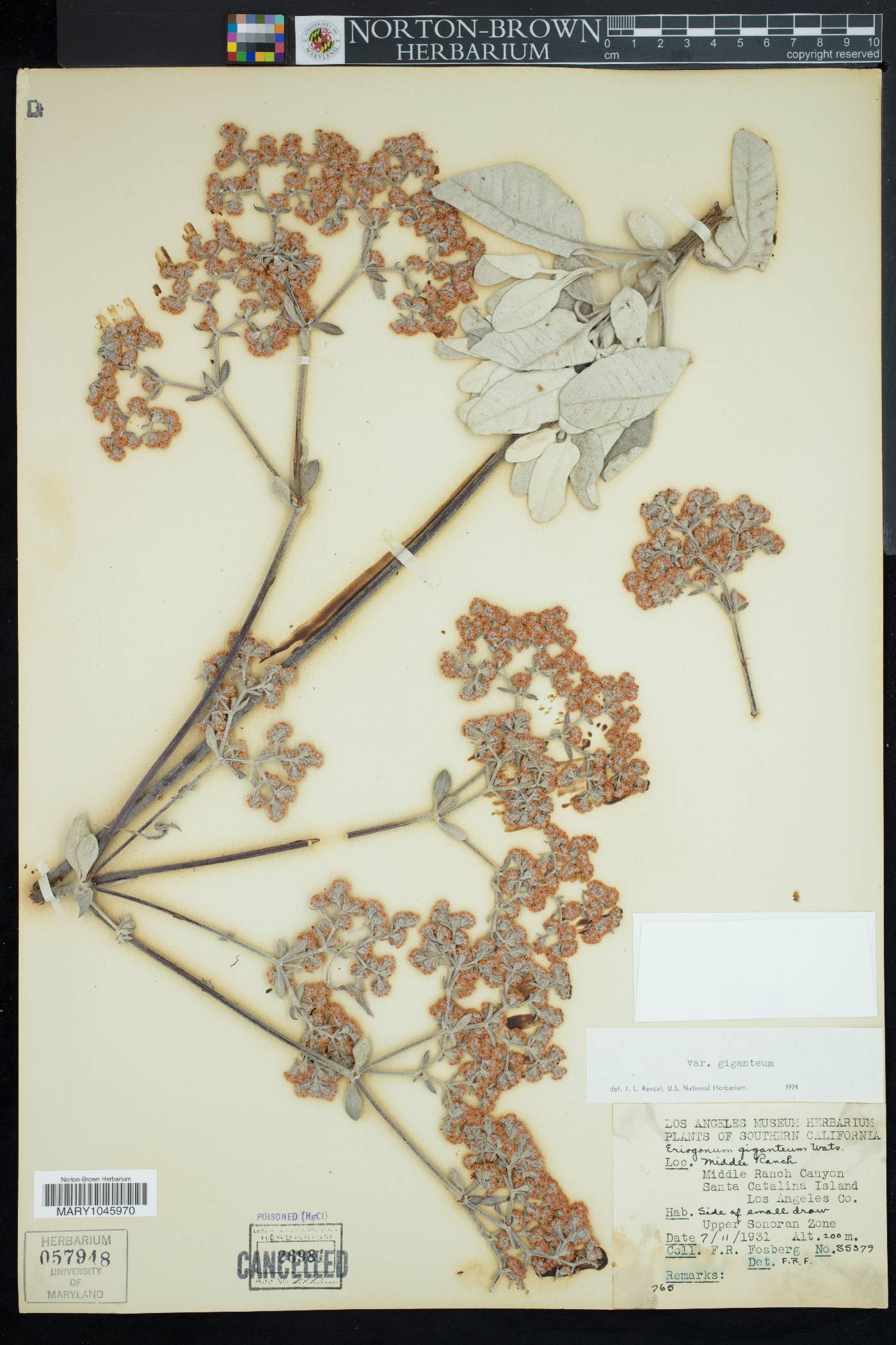 Eriogonum giganteum image