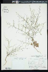 Eriogonum glandulosum image