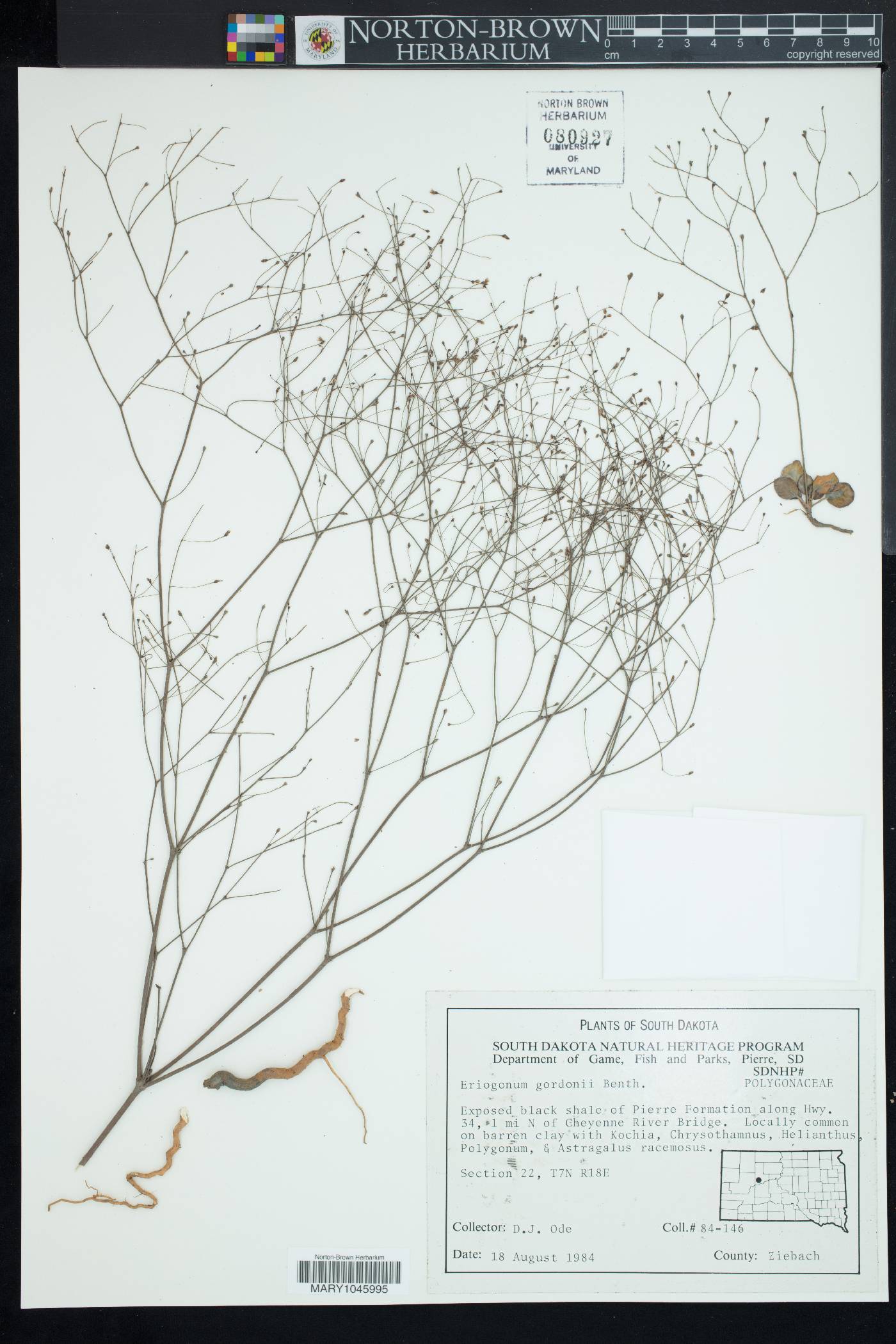 Eriogonum gordonii image