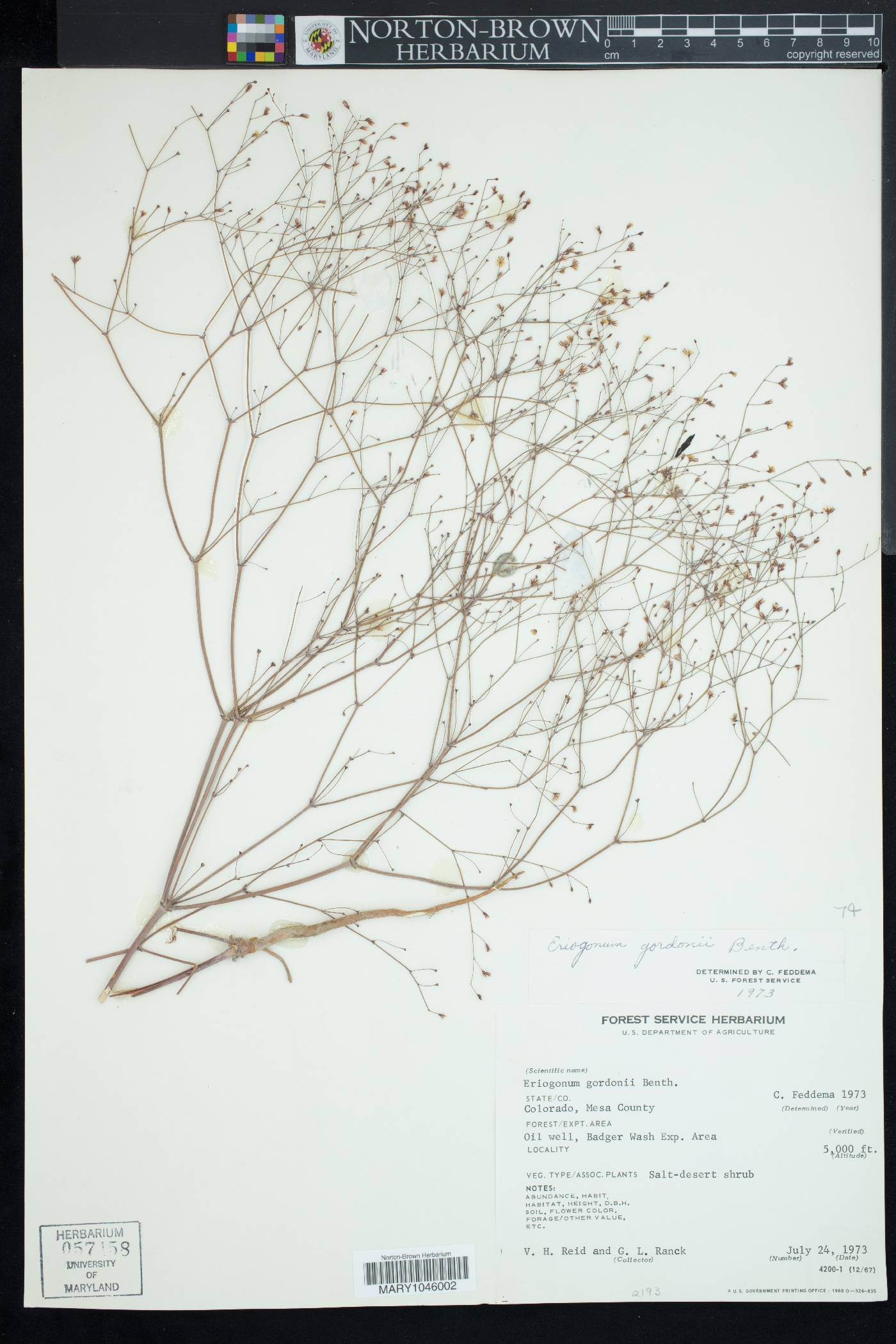Eriogonum gordonii image