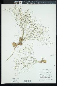 Eriogonum gordonii image