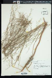 Eriogonum gordonii image