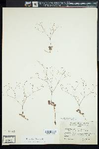 Eriogonum gordonii image