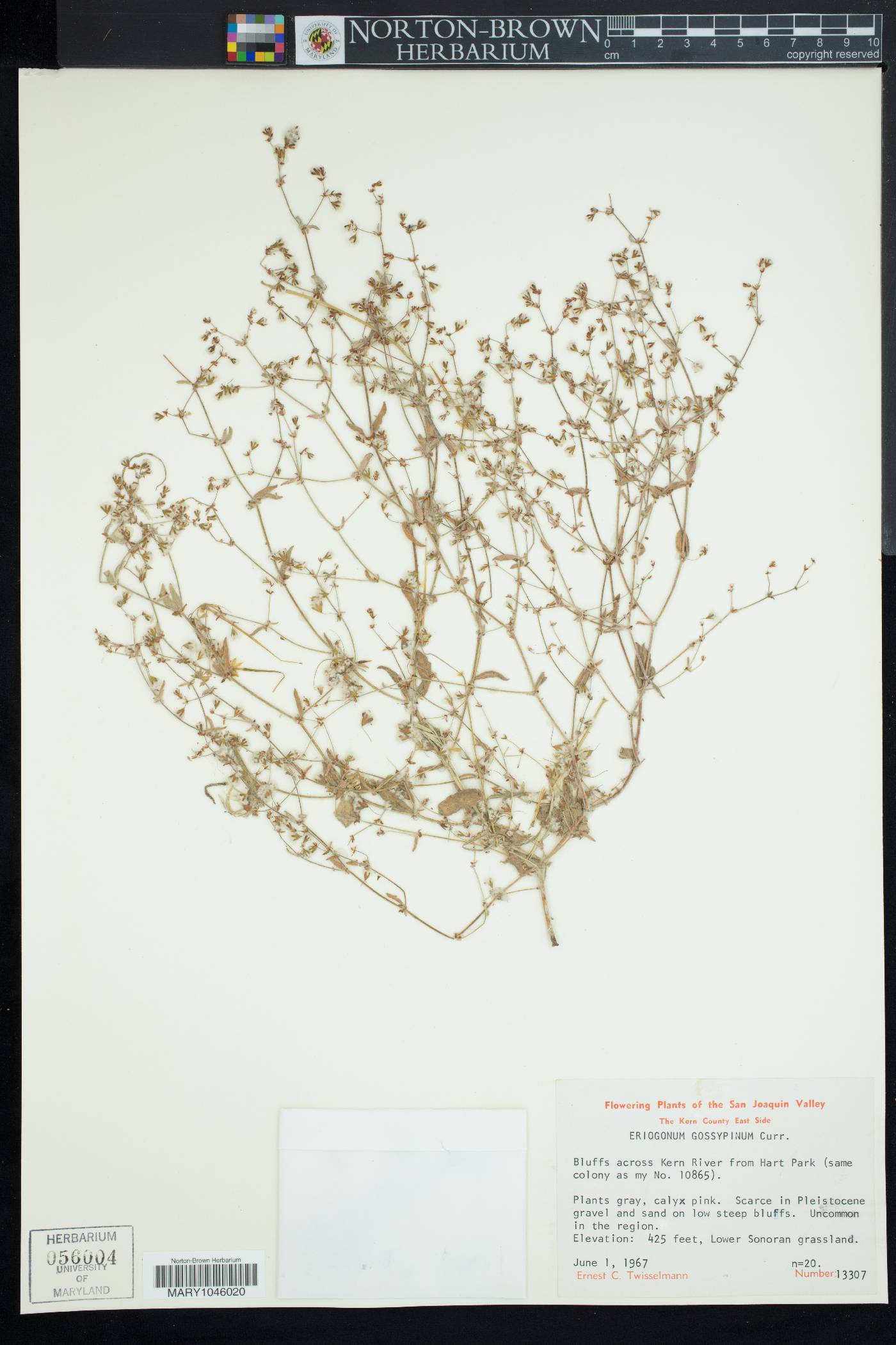 Eriogonum gossypinum image