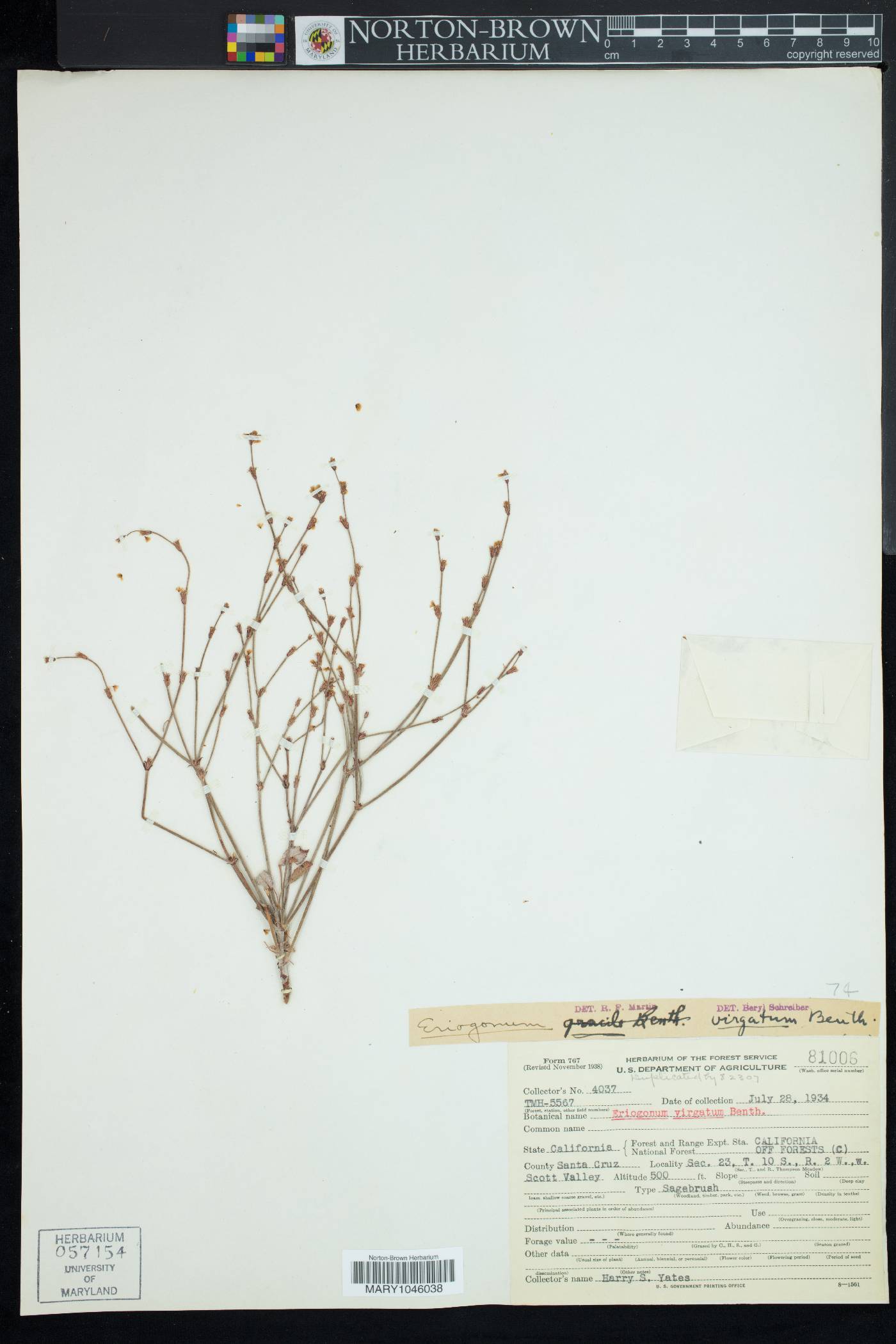 Eriogonum gracile image