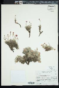 Eriogonum gracilipes image
