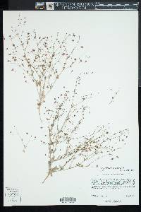 Eriogonum gracillimum image