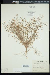 Eriogonum gracillimum image