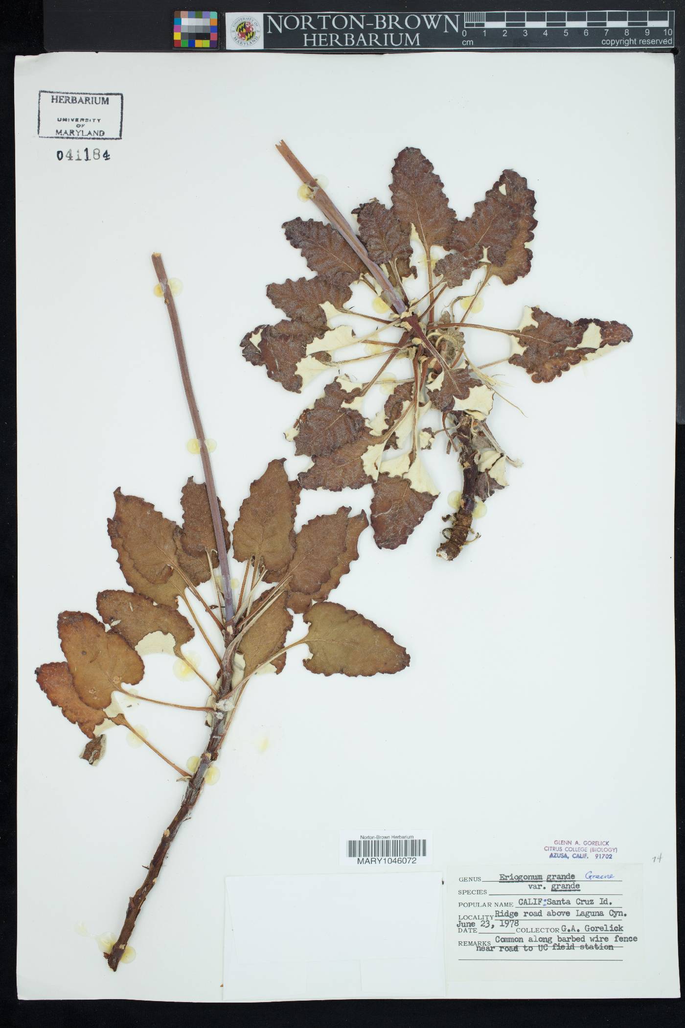 Eriogonum grande var. grande image