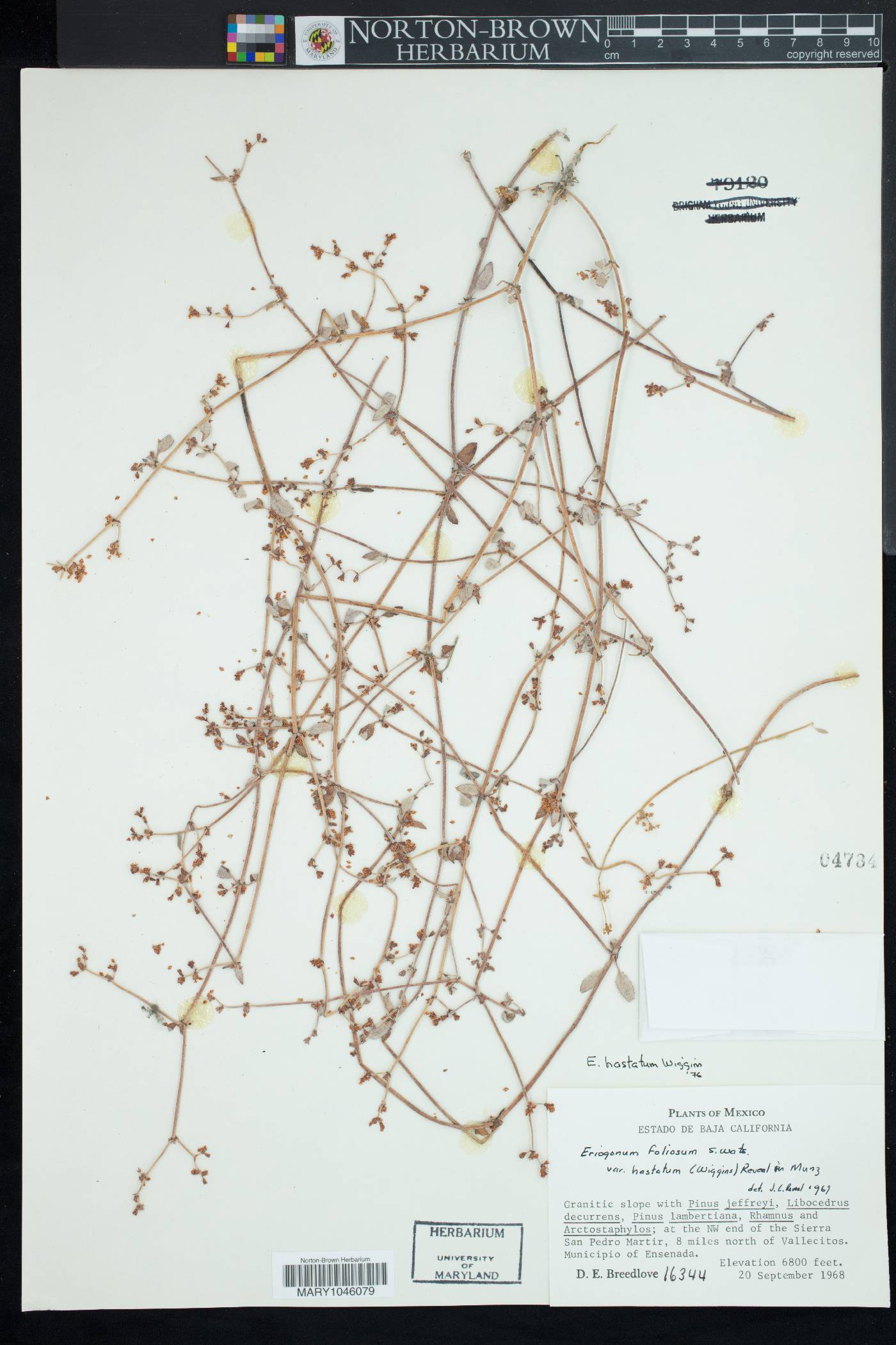 Eriogonum hastatum image