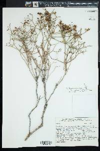 Eriogonum heermannii image