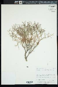 Eriogonum heermannii var. argense image