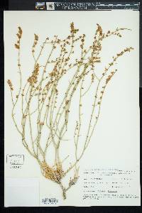 Eriogonum heermannii image