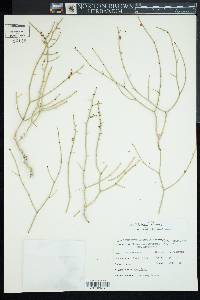 Eriogonum heermannii var. heermannii image