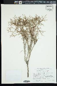 Eriogonum heermannii var. heermannii image