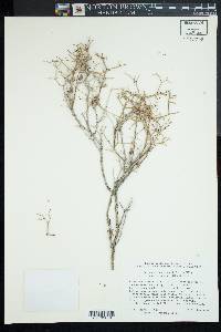 Eriogonum heermannii var. heermannii image