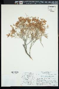 Eriogonum heermannii image