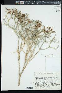 Eriogonum heermannii image