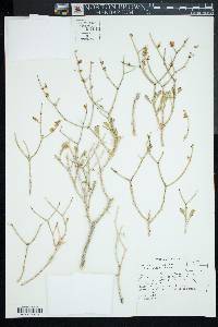 Eriogonum heermannii image