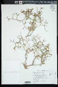 Eriogonum heermannii image