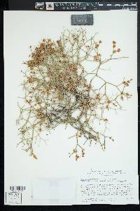 Eriogonum heermannii image