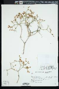 Eriogonum heermannii image