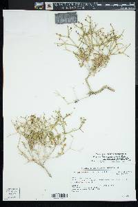 Eriogonum heermannii image