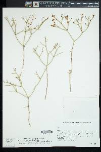 Eriogonum heermannii image