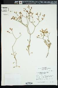 Eriogonum heermannii var. humilius image