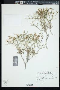 Eriogonum heermannii image