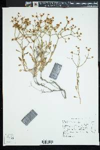 Eriogonum heermannii image