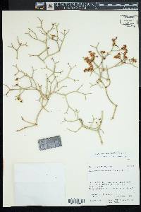 Eriogonum heermannii var. humilius image