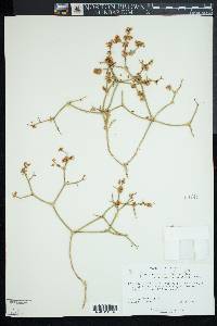 Eriogonum heermannii image