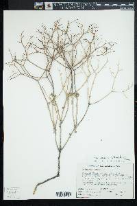 Eriogonum heermannii image