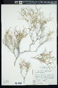 Eriogonum heermannii image