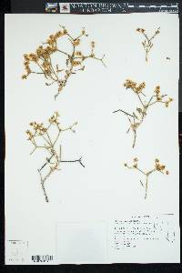 Eriogonum heermannii image