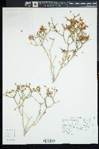 Eriogonum heermannii image