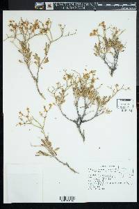 Eriogonum heermannii image