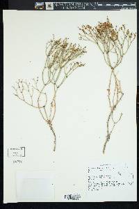 Eriogonum heermannii image