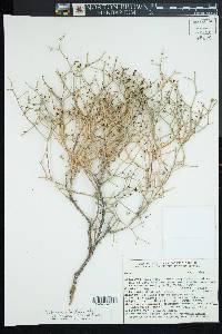 Eriogonum heermannii image