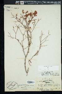 Eriogonum heermannii var. occidentale image