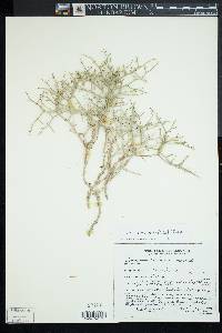 Eriogonum heermannii var. subracemosum image