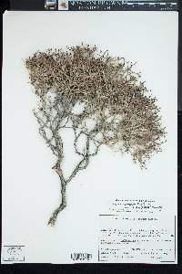 Eriogonum heermannii image