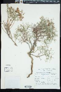 Eriogonum heermannii image