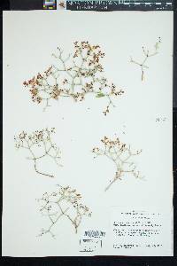 Eriogonum heermannii var. sulcatum image