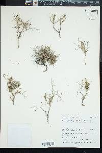 Eriogonum heermannii var. sulcatum image