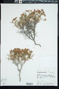 Eriogonum heermannii image