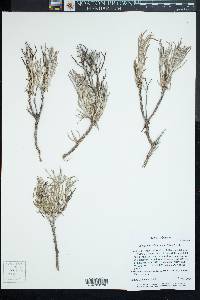 Eriogonum helichrysoides image